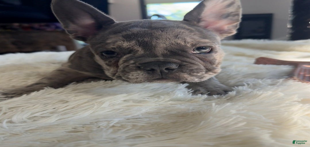 Gallery Image {{count}}