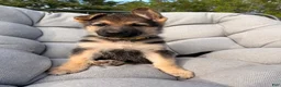 German Shepherd dogs for sale: Miley - Ad 4