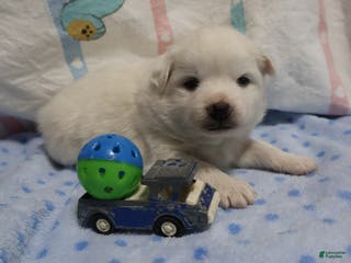 American Eskimo dogs Axel - Ad 27