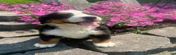 Bernese Mountain Dog dogs for sale: Rosie - Ad 1