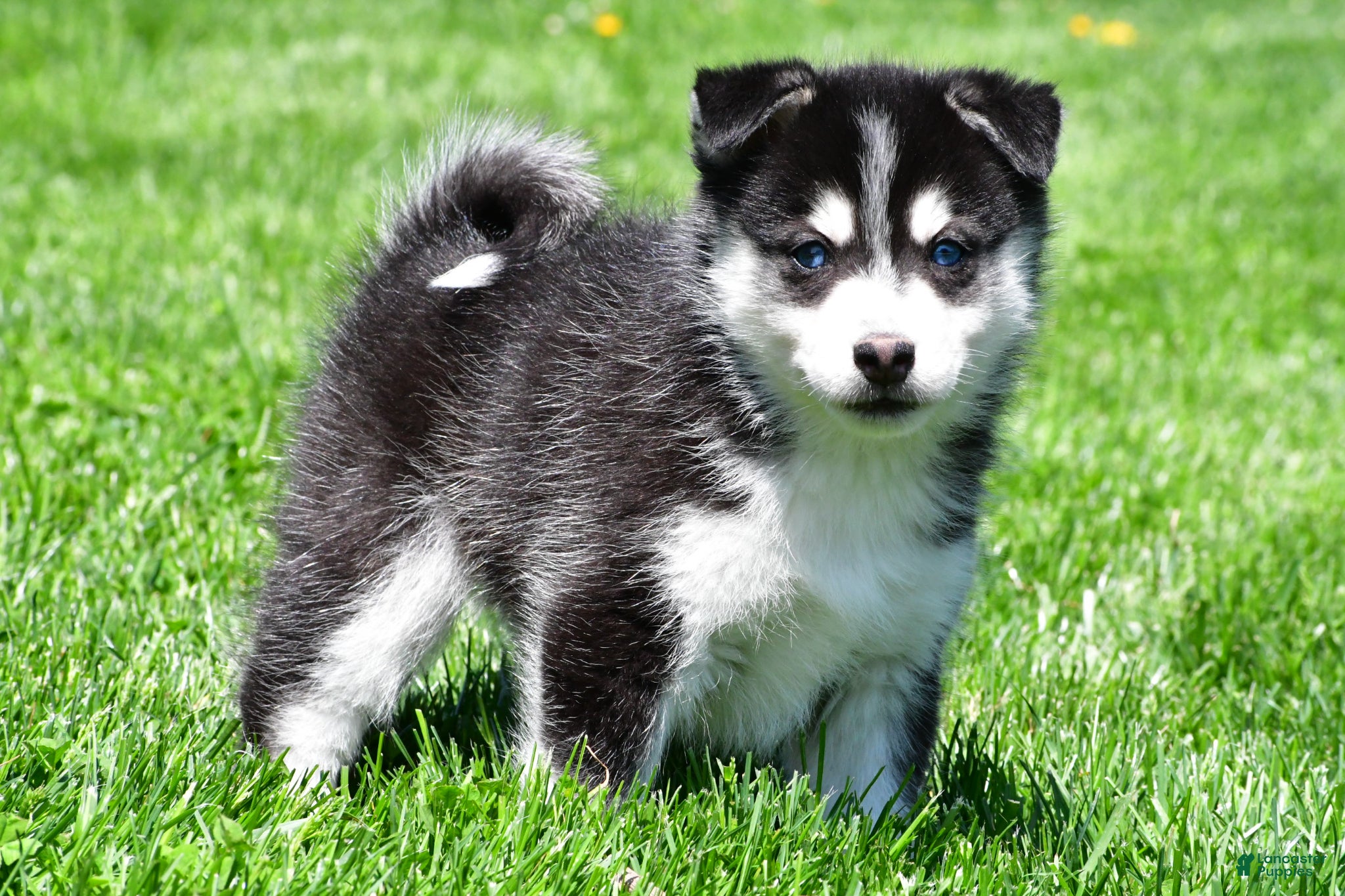 Pomsky dogs Oreo - Ad 1