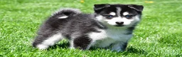 Pomsky dogs for sale: Oreo - Ad 1