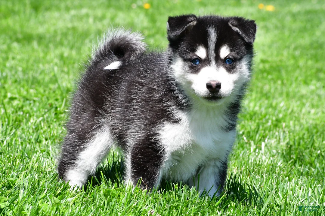 Pomsky dogs for sale: Oreo - Ad 1
