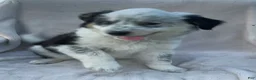 Mixed Breed dogs for sale: Ollie - Ad 4