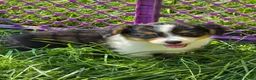 Welsh Corgi Pembroke dogs for sale: Muffin the fluffy - Ad 5