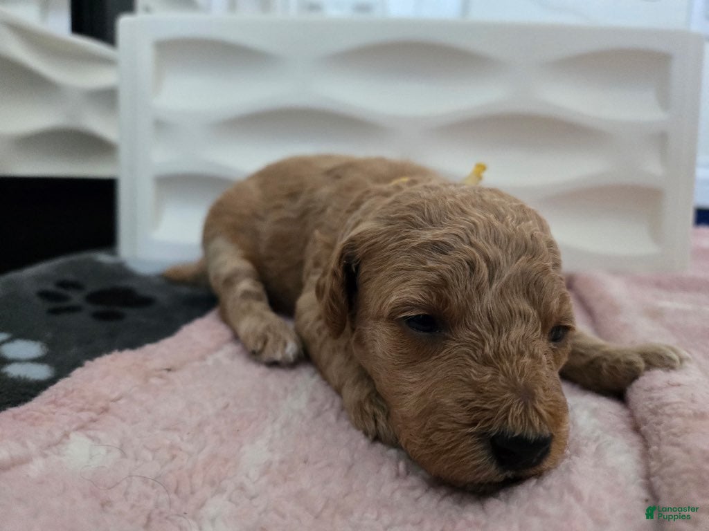 Miniature Poodle dogs for sale: Woody - Ad 15