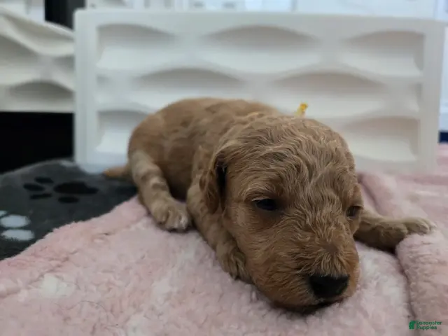 Miniature Poodle dogs for sale: Woody - Ad 10