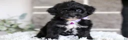 Yorkiepoo dogs for sale: Raven - Ad 10
