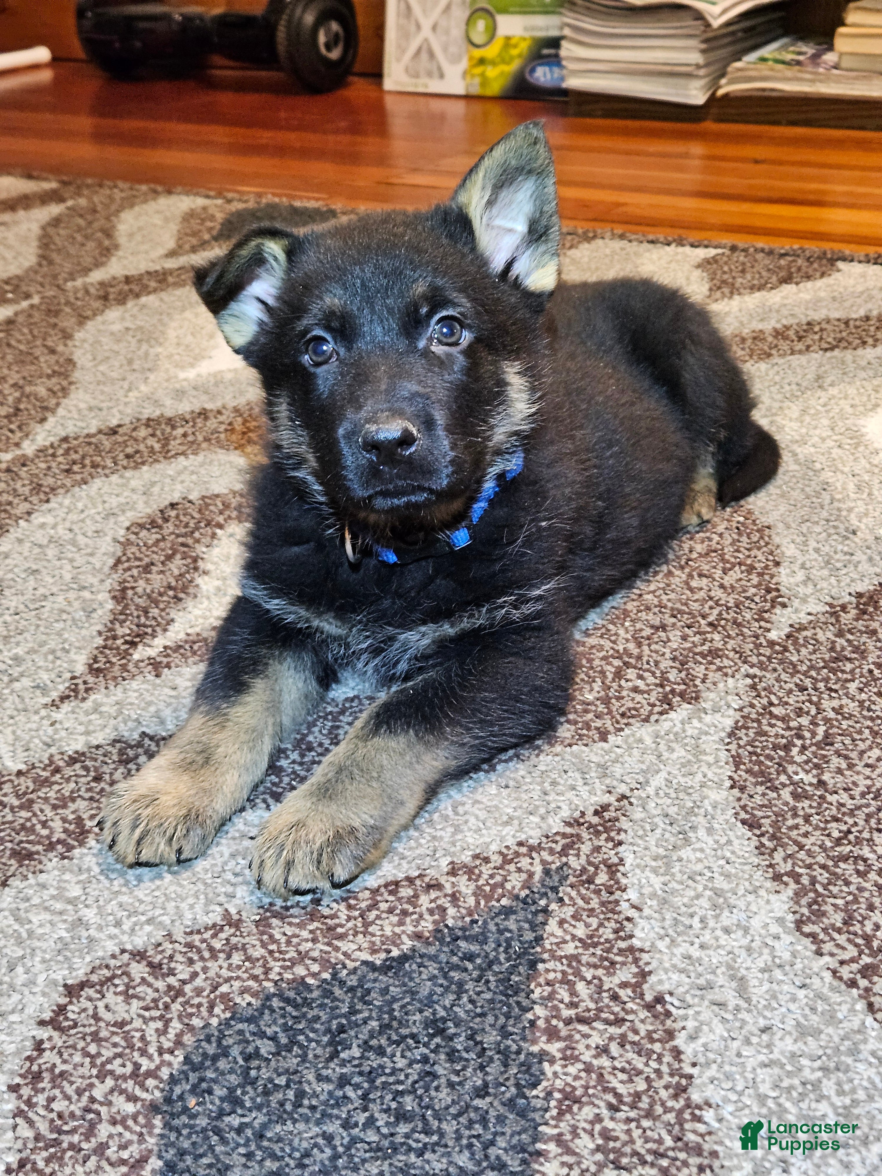 German Shepherd dogs German Shepherd Puppy 5 - Ad 1