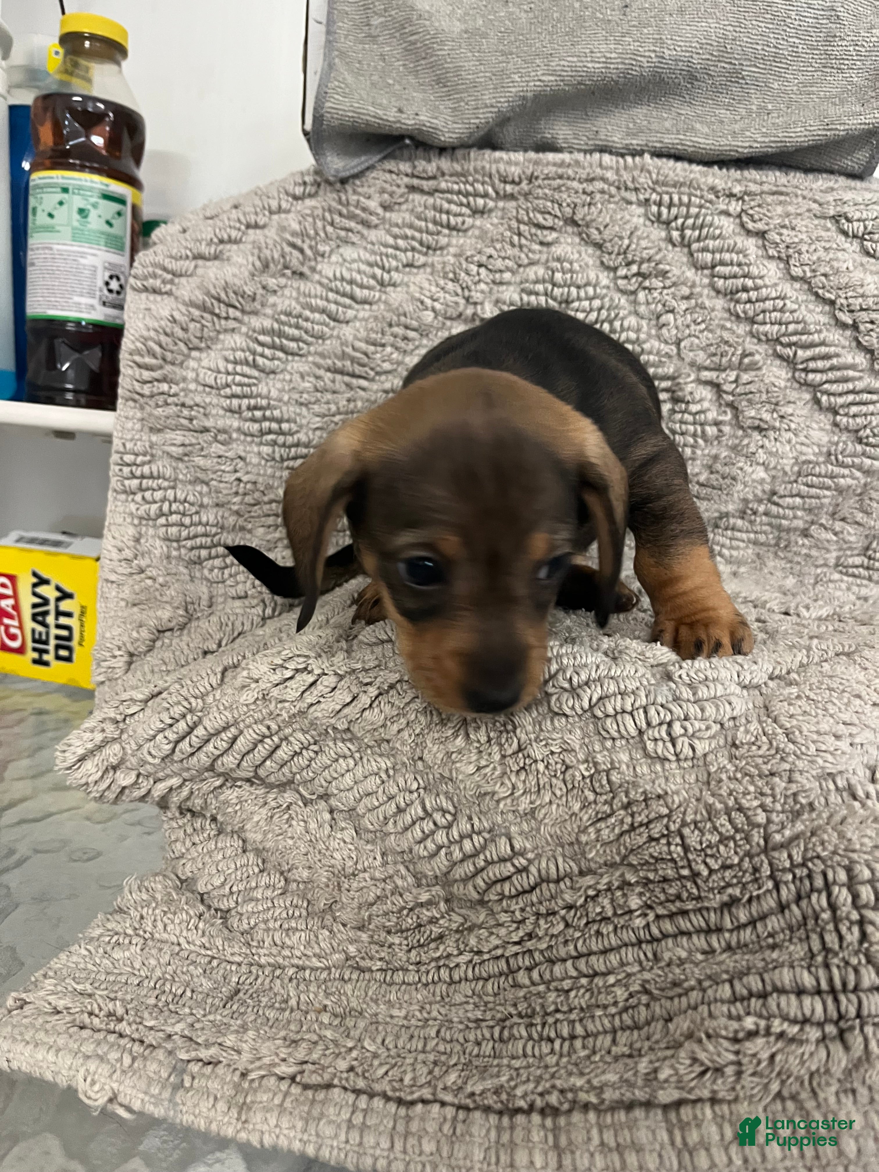 Miniature Dachshund dogs Joseph  - Ad 16
