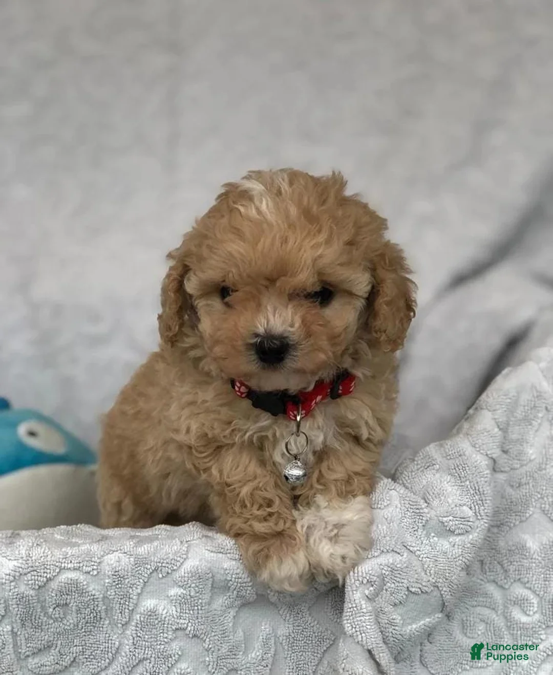 Maltipoo dogs for sale: Simon - Ad 12