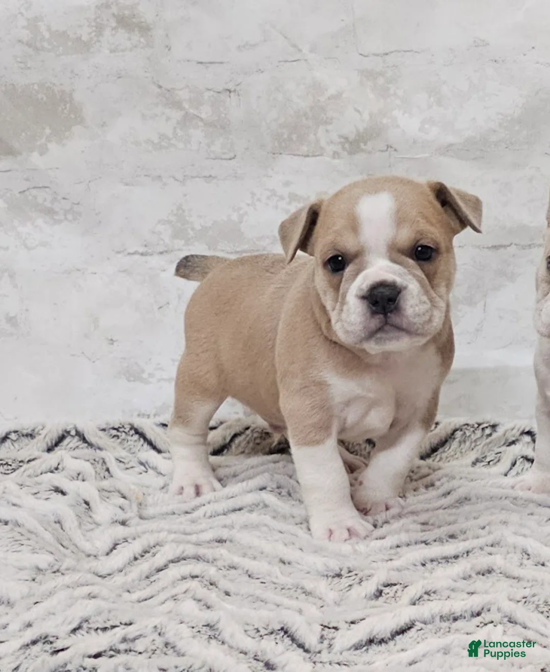 Mixed Breed dogs for sale: Mixed Breed Puppy 4 - Ad 1