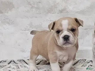 Mixed Breed dogs Mixed Breed Puppy 4 - Ad 39