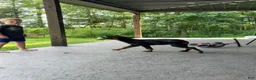 Beauceron dogs for sale: Pink Girl - Ad 3