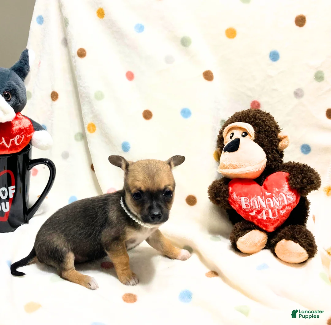 Chihuahua dogs for sale: Chloe - Ad 9