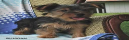 Yorkshire Terrier dogs for sale: Miney - Ad 4