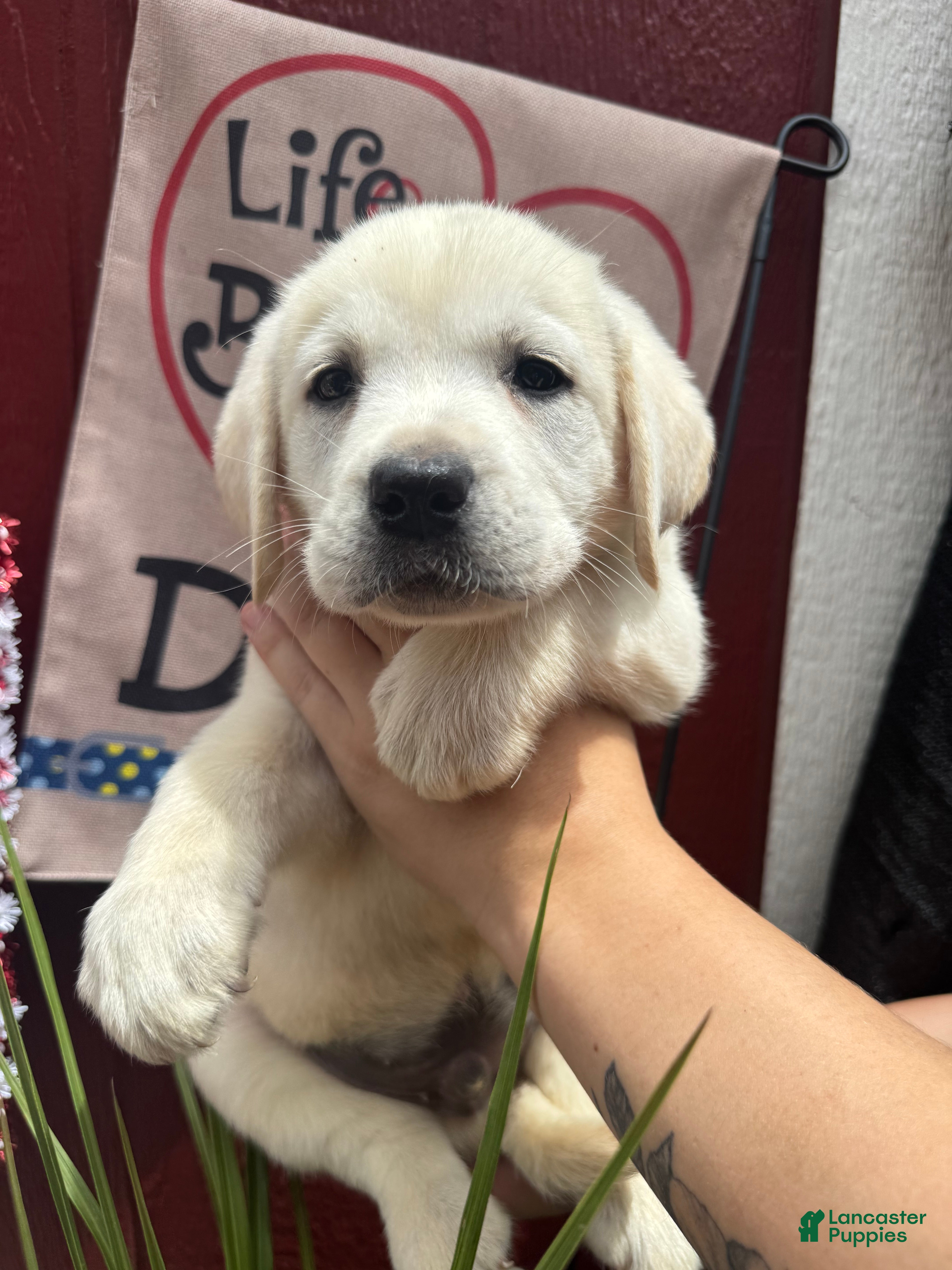 Labrador Retriever dogs Labrador Retriever Puppy 2 - Ad 1