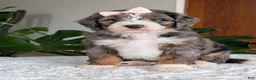 Mini Bernedoodle dogs for sale: Mini Indy - Ad 15