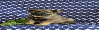 Barclay