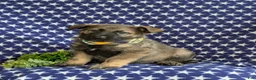 Mixed Breed dogs for sale: Barclay - Ad 1