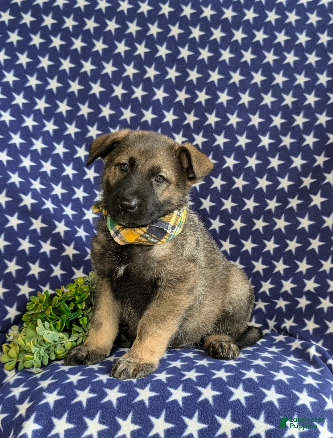 Mixed Breed dogs for sale: Barclay - Ad 1