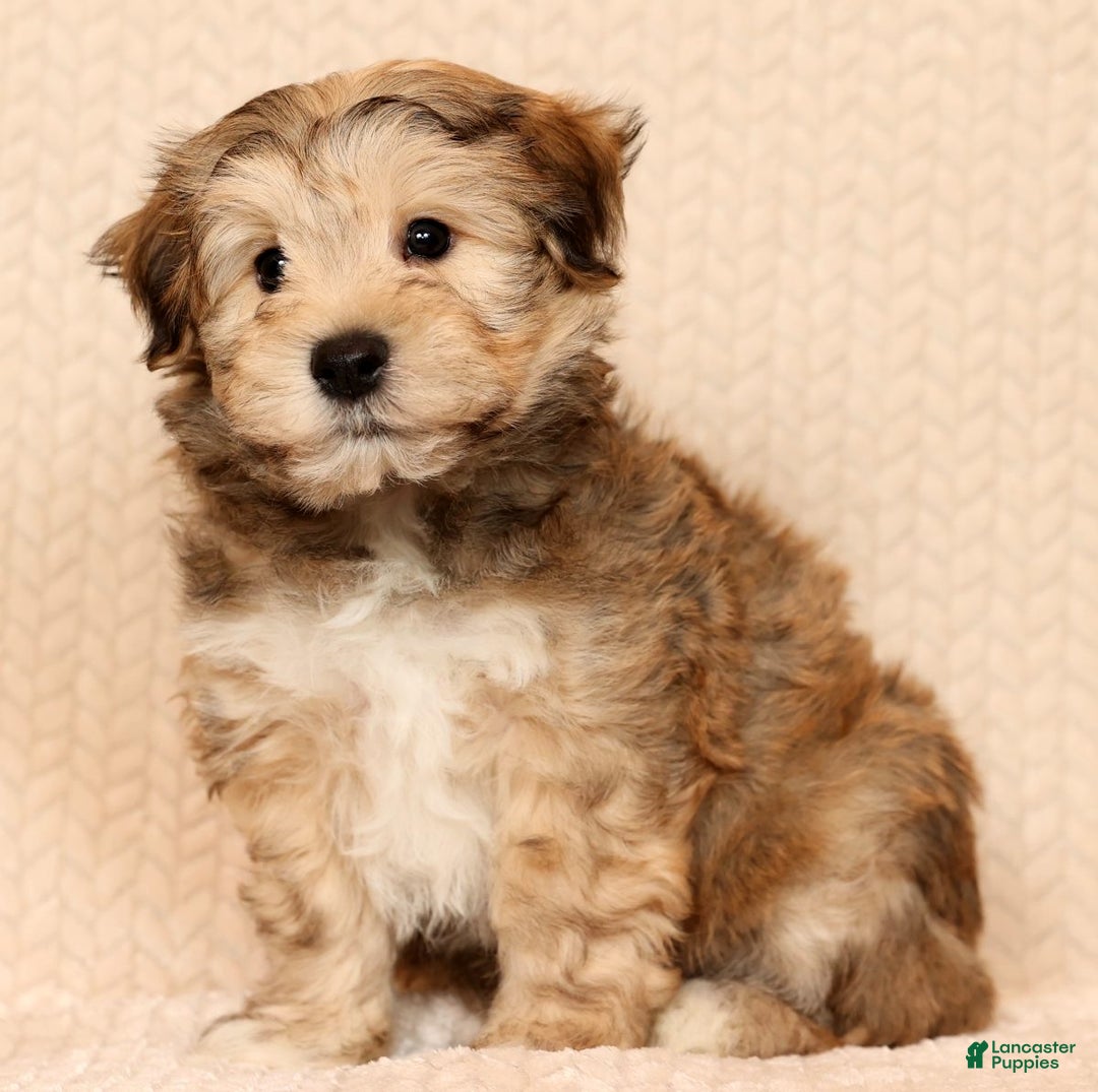 Yochon dogs for sale: Cody - Ad 5