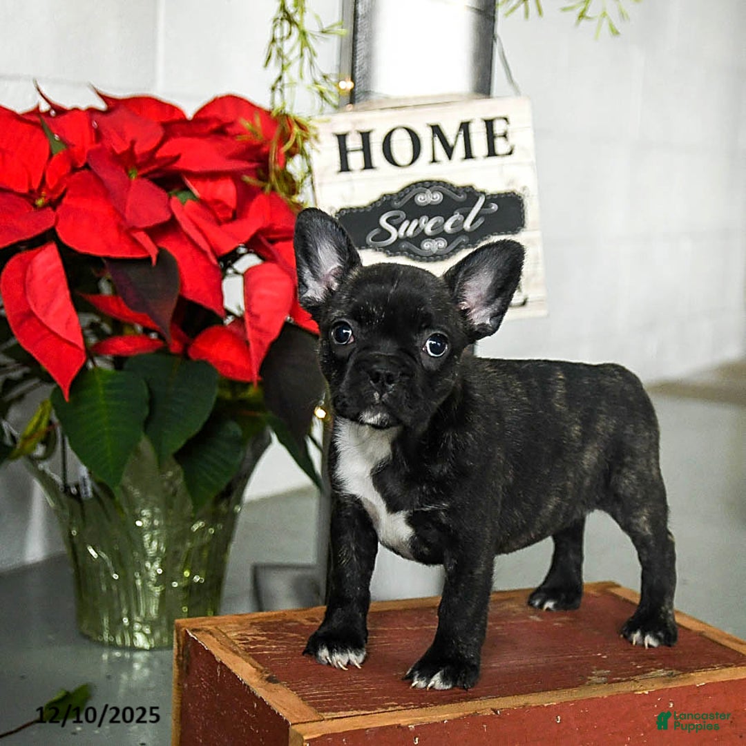 Frenchton dogs for sale: Daisy - Ad 1