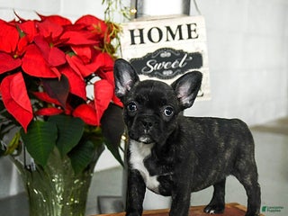 Frenchton dogs Daisy - Ad 40