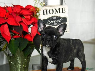 Frenchton dogs Daisy - Ad 15
