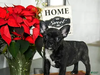 Frenchton dogs Daisy - Ad 5