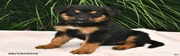 Mixed Breed dogs for sale: Runner - Ad 2