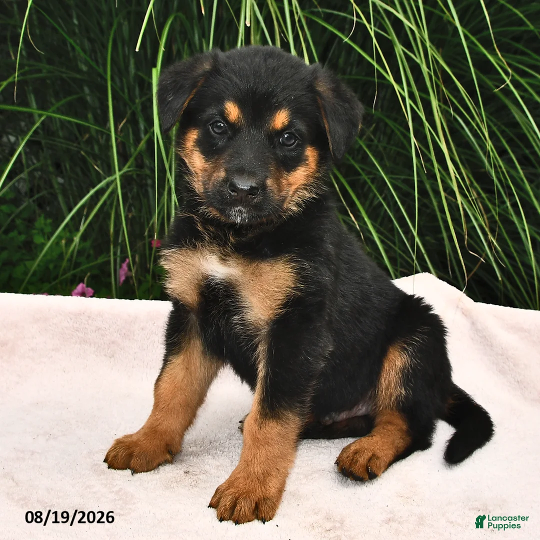 Mixed Breed dogs for sale: Runner - Ad 2
