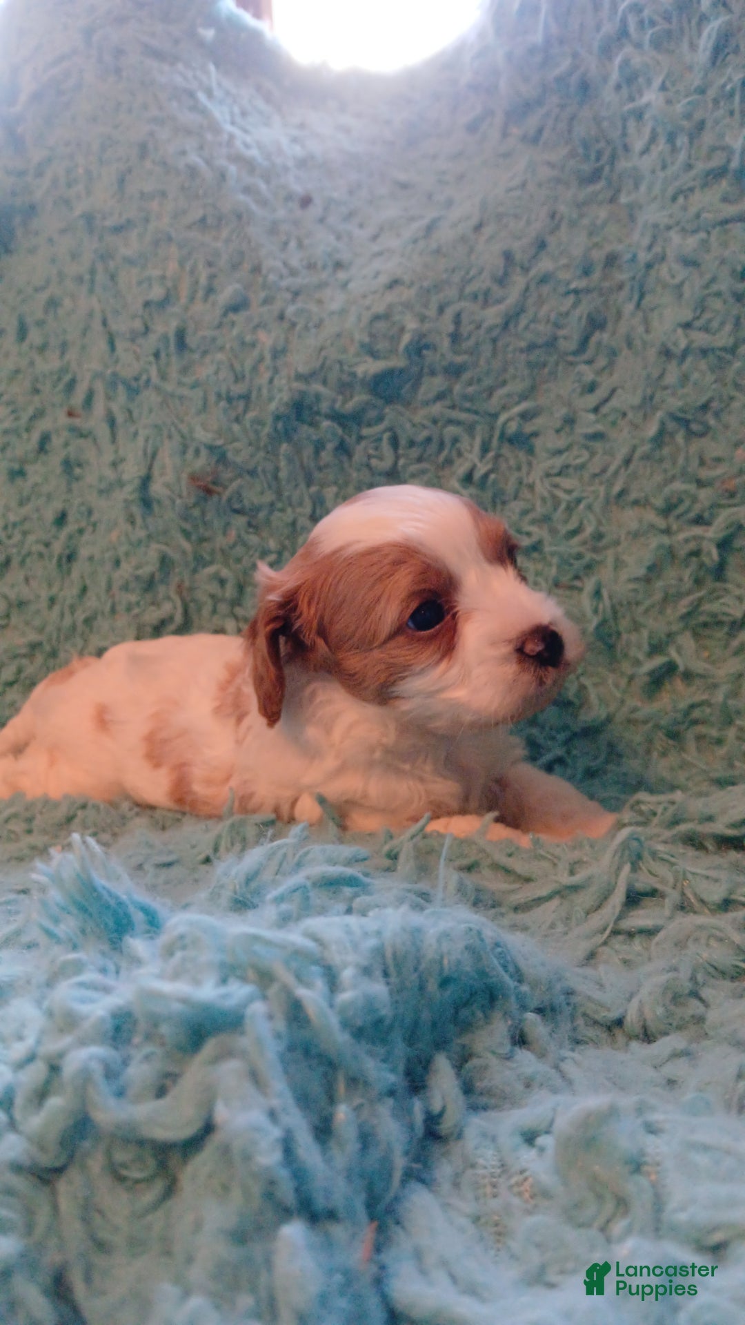 Cavapoo dogs for sale: Teddy Jr.  - Ad 6