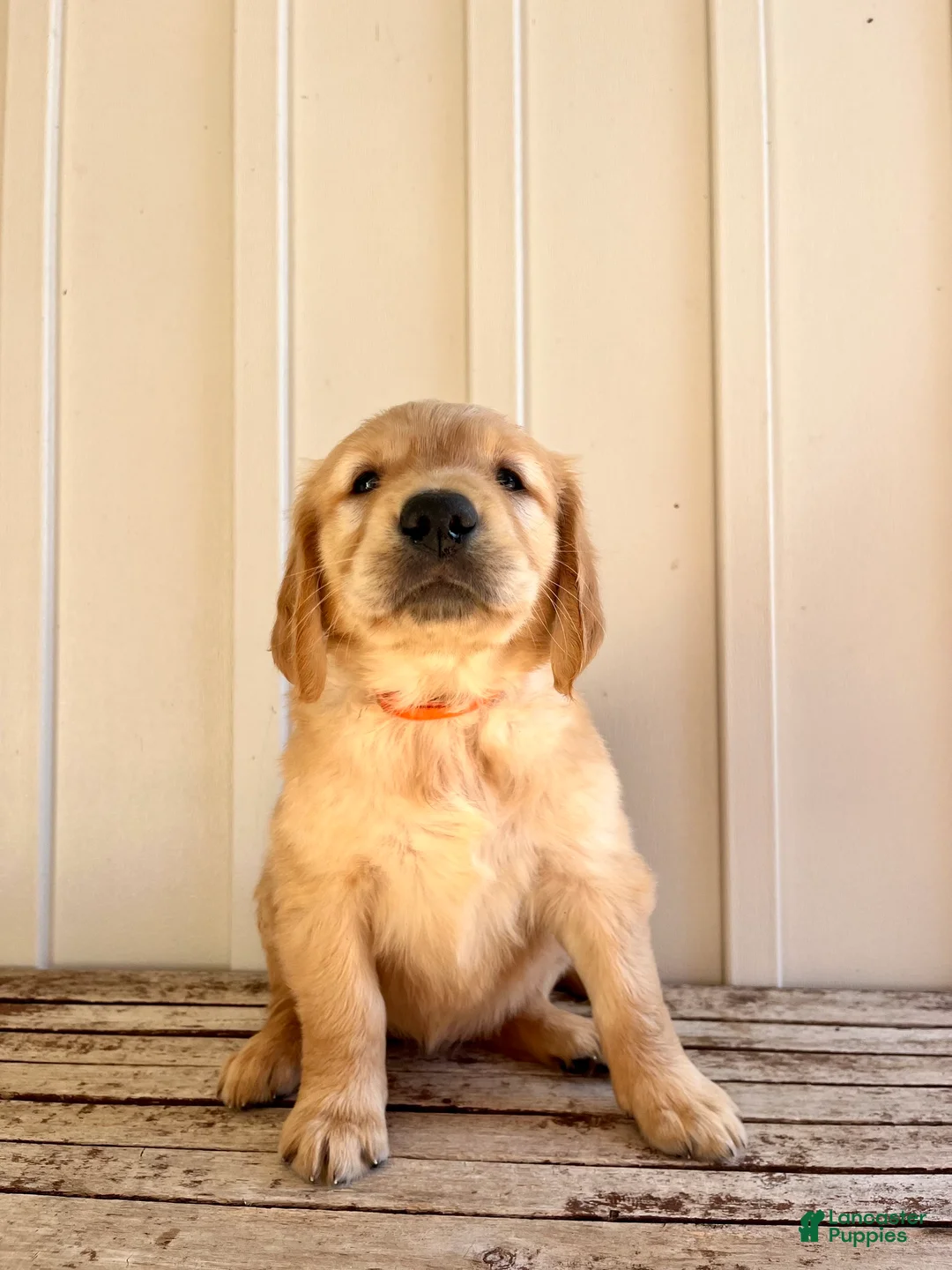 Golden Retriever dogs for sale: Orange Girl  - Ad 2