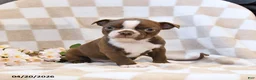 Boston Terrier dogs for sale: Bill - Ad 3