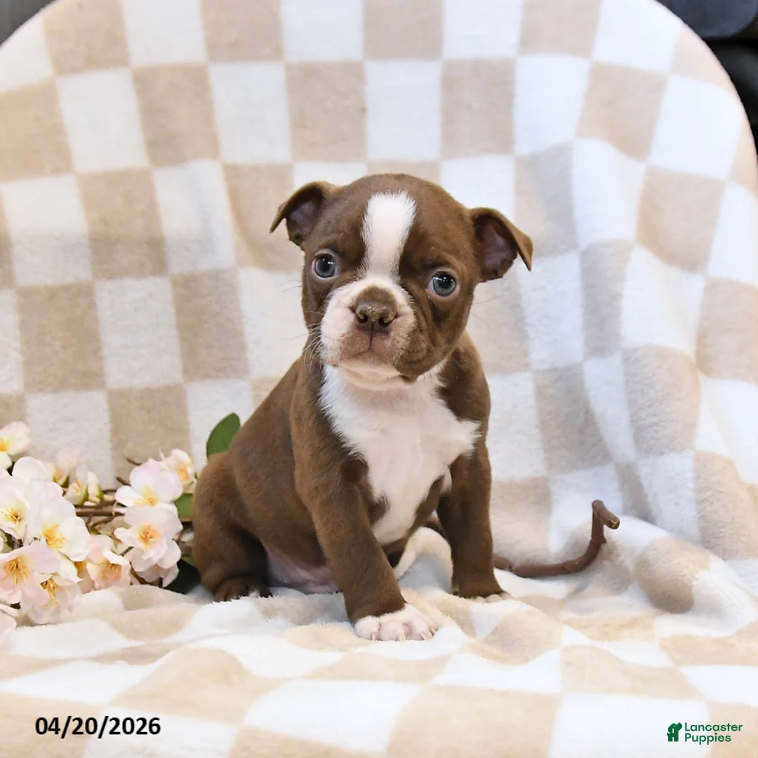 Boston Terrier dogs for sale: Bill - Ad 3