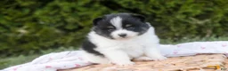 Pomeranian dogs for sale: Persephone Pomeranian  - Ad 7