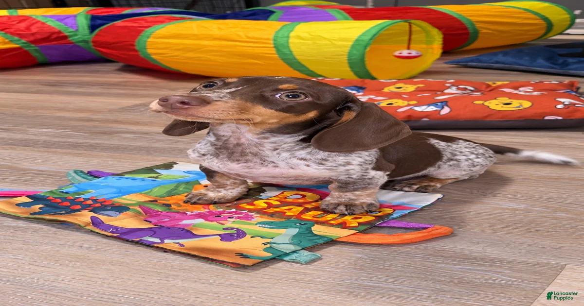 Miniature Dachshund 1 Miniature Dachshund for sale in Middletown ...