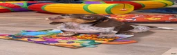 Miniature Dachshund dogs for sale: Miniature Dachshund 1 - Ad 1