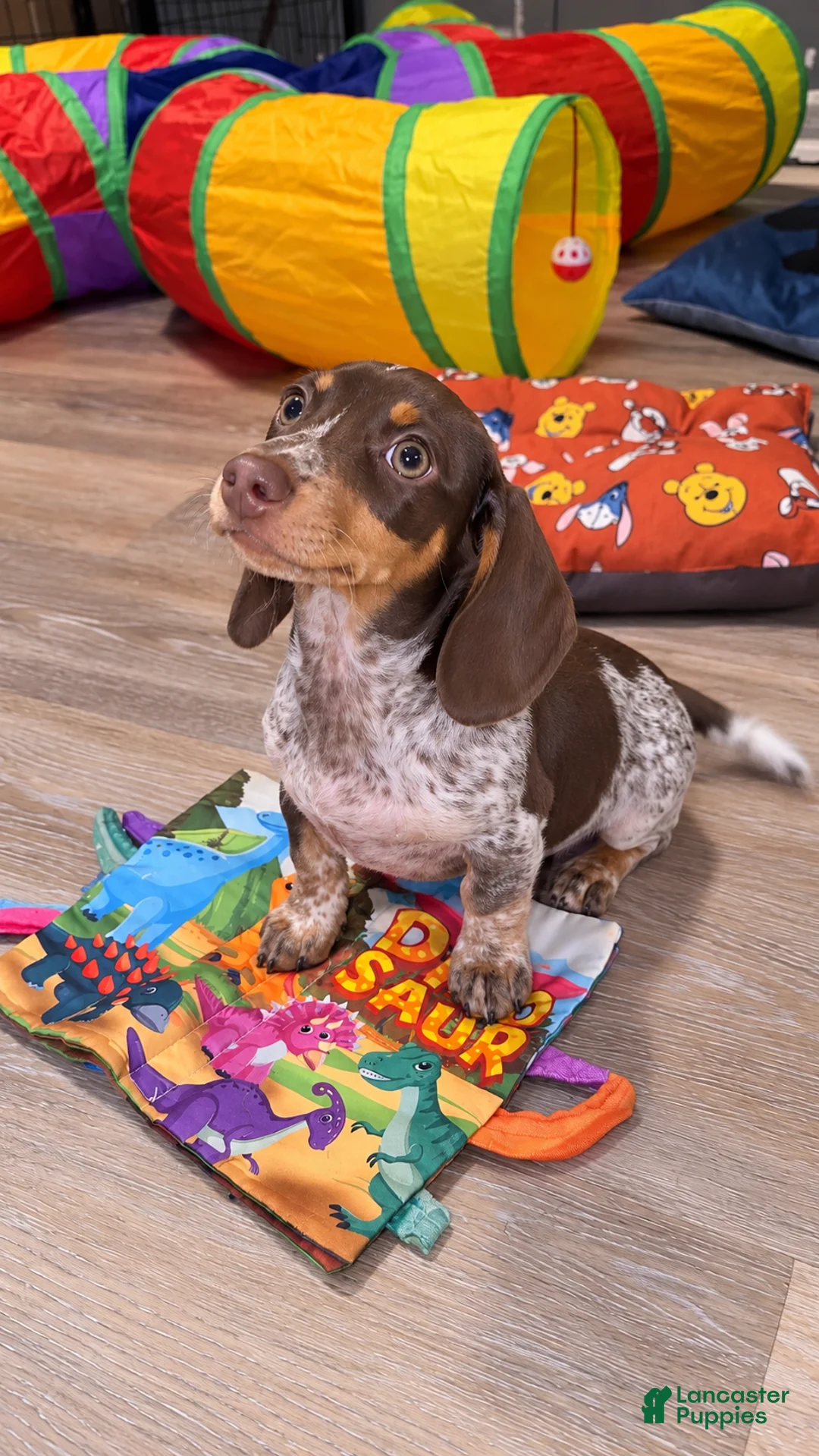 Miniature Dachshund dogs for sale: Miniature Dachshund 1 - Ad 1
