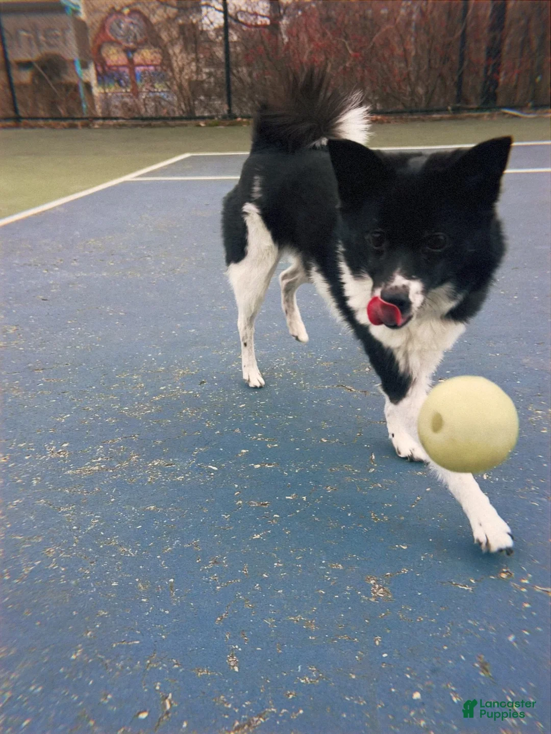 Mixed Breed dogs for sale: Stella - Ad 10