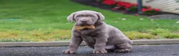 Labrador Retriever dogs for sale: Smoke - Ad 7