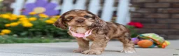 Cocker Spaniel dogs for sale: Lily - Ad 3