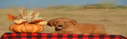 Golden Retriever dogs for sale: Karson  - Ad 2