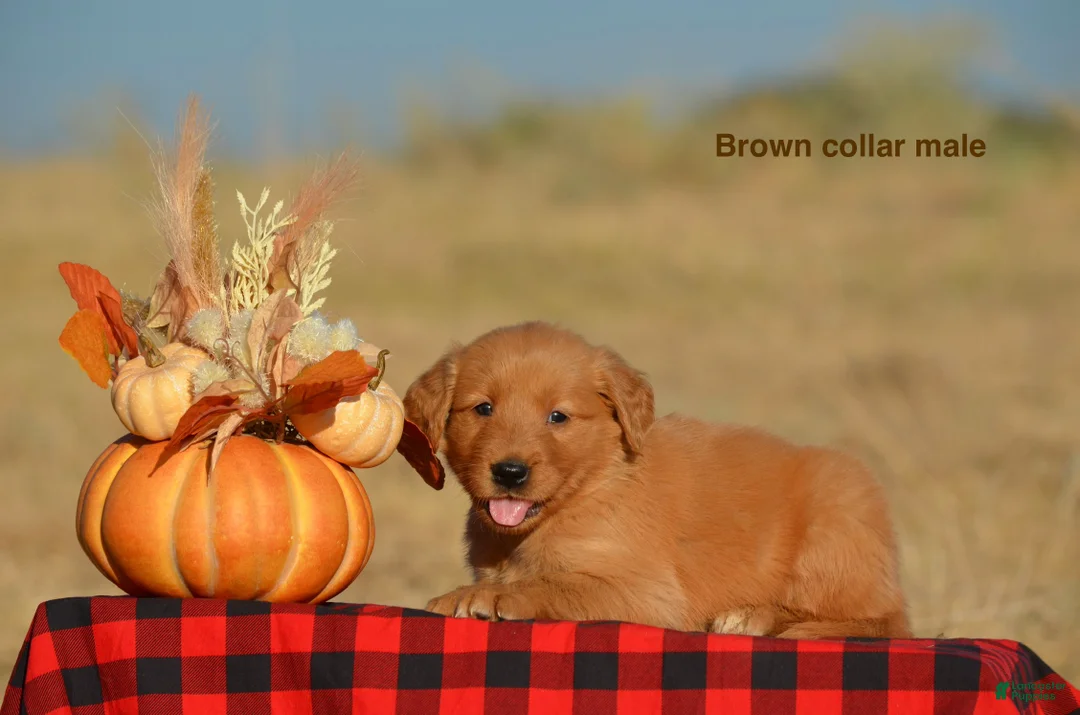 Golden Retriever dogs for sale: Karson  - Ad 2