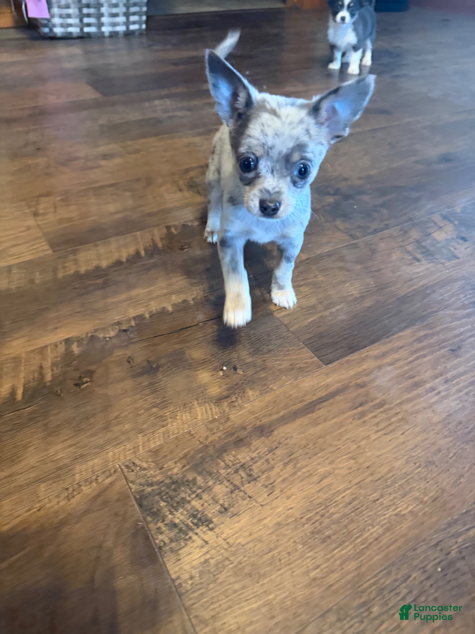 Chihuahua dogs Sparky - Ad 20