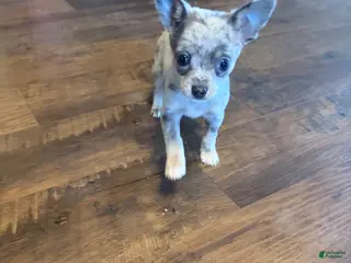 Chihuahua dogs Sparky - Ad 20