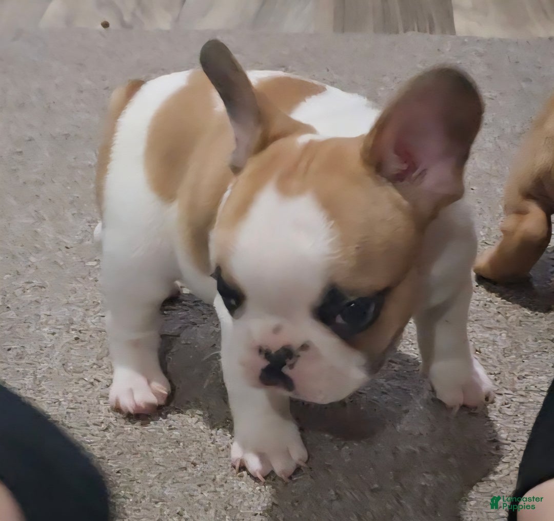 French Bulldog dogs for sale: French Bulldog Puppy 1 - Ad 13