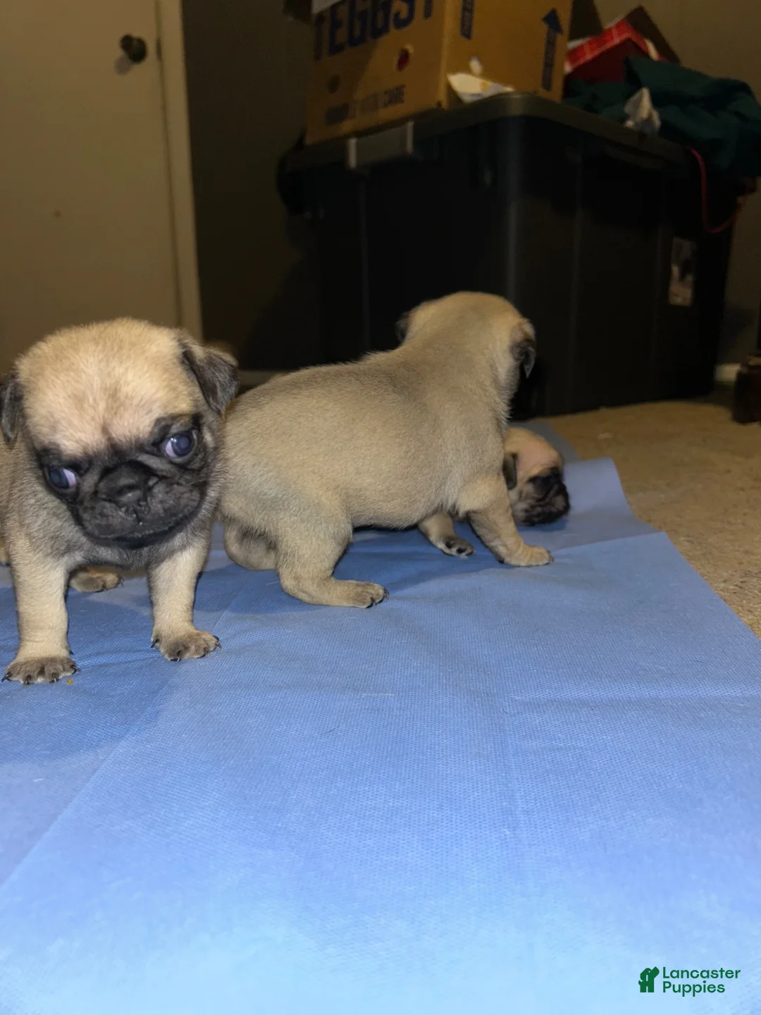 Pug dogs for sale: Pug Puppy 2 - Ad 23