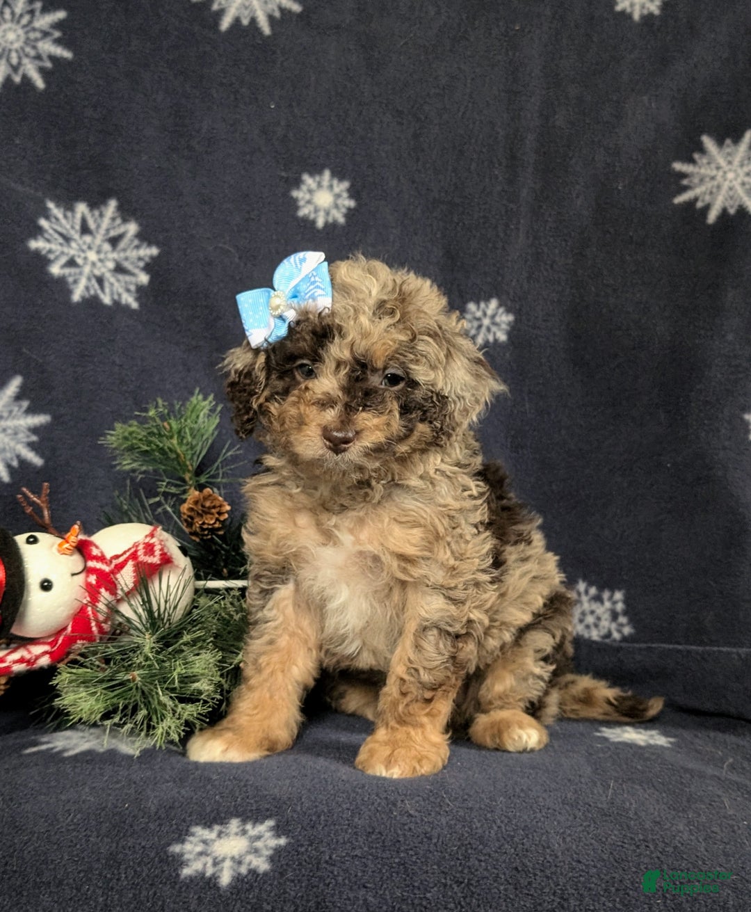 Mini Bernedoodle dogs for sale: Annaleigh Hypoallergenic - Ad 2